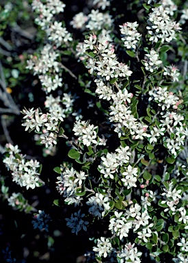 APII jpeg image of Nematolepis ovatifolia  © contact APII