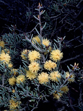 APII jpeg image of Melaleuca brophyi  © contact APII
