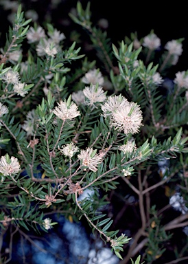 APII jpeg image of Melaleuca bracteata  © contact APII