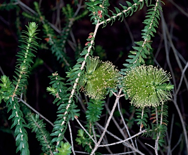APII jpeg image of Melaleuca diosmifolia  © contact APII