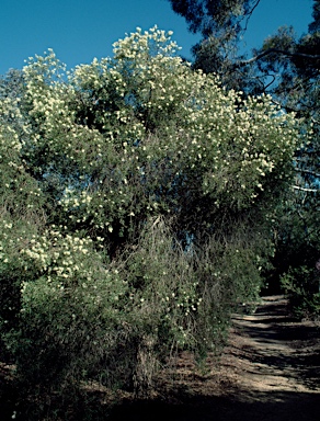 APII jpeg image of Melaleuca groveana  © contact APII