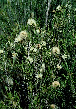APII jpeg image of Melaleuca hamulosa  © contact APII