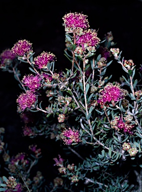 APII jpeg image of Melaleuca leptospermoides  © contact APII