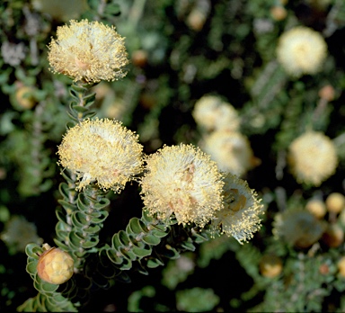 APII jpeg image of Melaleuca megacephala  © contact APII
