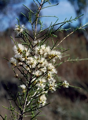 APII jpeg image of Melaleuca minutifolia  © contact APII