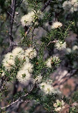 APII jpeg image of Melaleuca rhaphiophylla  © contact APII