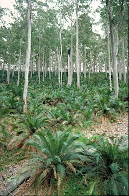 APII jpeg image of Macrozamia communis  © contact APII