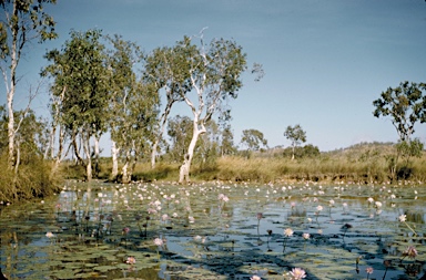 APII jpeg image of Nymphaea sp.  © contact APII