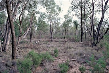 APII jpeg image of Eucalyptus microcarpa  © contact APII