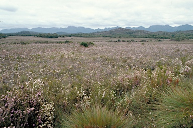 APII jpeg image of Sprengelia incarnata  © contact APII