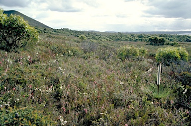 APII jpeg image of Epacris impressa  © contact APII
