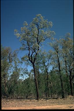 APII jpeg image of Eucalyptus caleyi  © contact APII