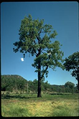 APII jpeg image of Eucalyptus crebra  © contact APII