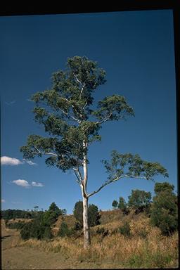 APII jpeg image of Eucalyptus dorrigoensis  © contact APII