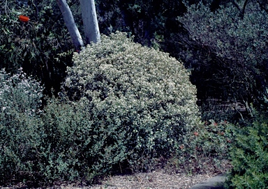 APII jpeg image of Philotheca myoporoides subsp. myoporoides  © contact APII