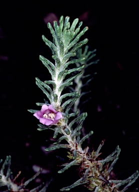 APII jpeg image of Philotheca pachyphylla  © contact APII