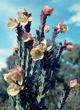 APII jpeg image of Pimelea physodes  © contact APII