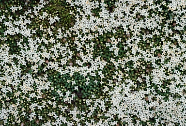 APII jpeg image of Pimelea pygmaea  © contact APII