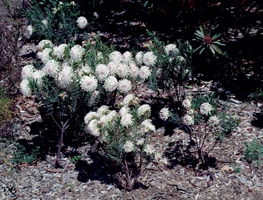 APII jpeg image of Pimelea spectabilis  © contact APII