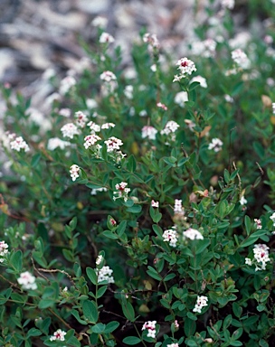 APII jpeg image of Pimelea spicata  © contact APII