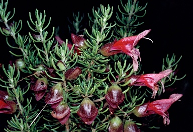 APII jpeg image of Prostanthera florifera  © contact APII