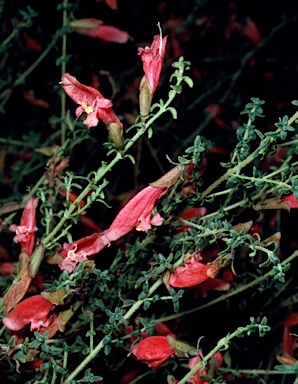 APII jpeg image of Prostanthera serpyllifolia subsp. microphylla  © contact APII