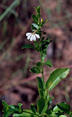 APII jpeg image of Scaevola angulata  © contact APII