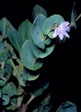 APII jpeg image of Scaevola brooksiana  © contact APII