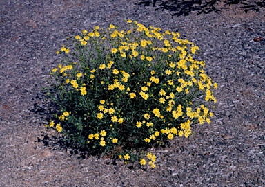 APII jpeg image of Senecio spanomerus  © contact APII