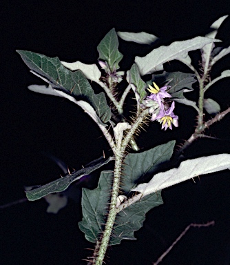 APII jpeg image of Solanum mitchellianum  © contact APII