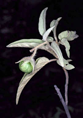 APII jpeg image of Solanum cocosoides  © contact APII
