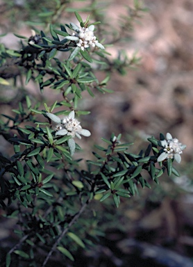 APII jpeg image of Spyridium scortechinii  © contact APII