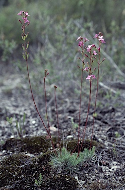 APII jpeg image of Stylidium lineare  © contact APII