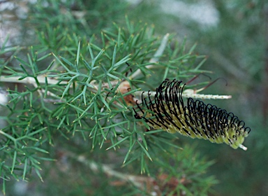 APII jpeg image of Grevillea armigera  © contact APII