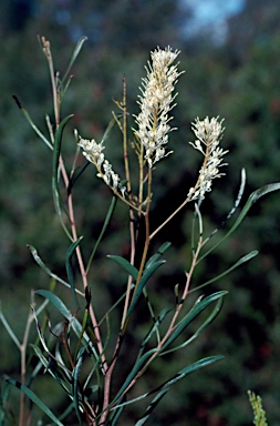 APII jpeg image of Grevillea biformis subsp. cymbiformis  © contact APII
