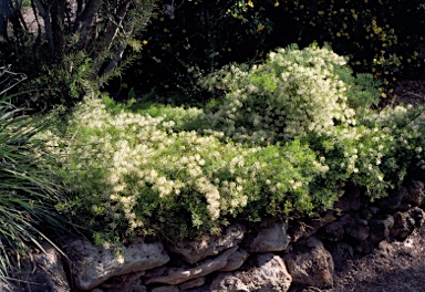 APII jpeg image of Grevillea curviloba  © contact APII