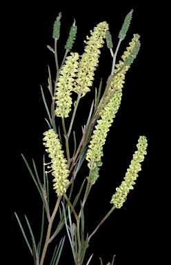 APII jpeg image of Grevillea didymobotrya subsp. didymobotrya  © contact APII