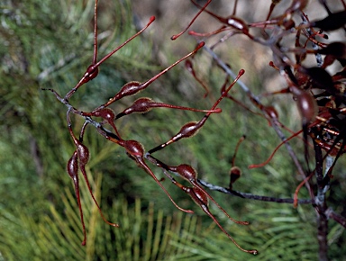 APII jpeg image of Grevillea dryandri subsp. dasycarpa  © contact APII