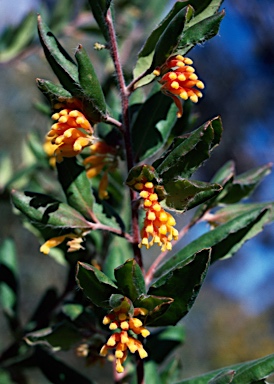 APII jpeg image of Grevillea drummondii  © contact APII