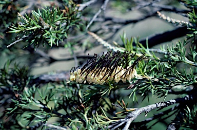 APII jpeg image of Grevillea hookeriana subsp. digitata  © contact APII