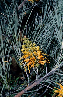 APII jpeg image of Grevillea juncifolia  © contact APII