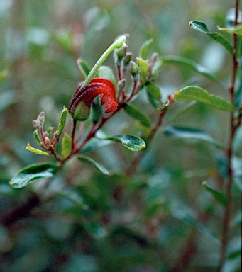 APII jpeg image of Grevillea masonii  © contact APII