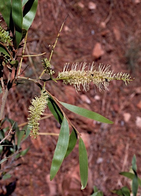 APII jpeg image of Grevillea myosodes  © contact APII