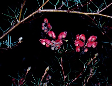 APII jpeg image of Grevillea neodissecta  © contact APII
