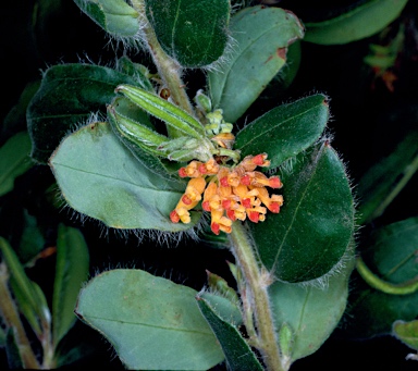 APII jpeg image of Grevillea pimeleoides  © contact APII