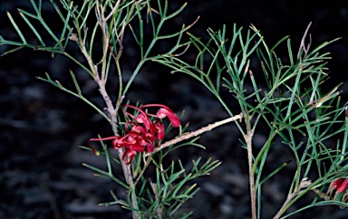 APII jpeg image of Grevillea preissii subsp. preissii  © contact APII