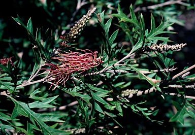 APII jpeg image of Grevillea 'Copper Crest'  © contact APII