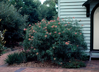 APII jpeg image of Grevillea 'Superb'  © contact APII