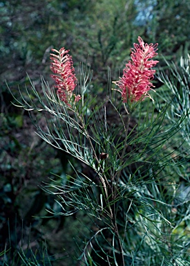 APII jpeg image of Grevillea 'Sylvia'  © contact APII