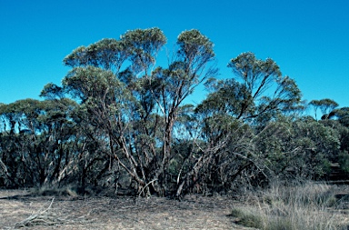 APII jpeg image of Eucalyptus incrassata  © contact APII